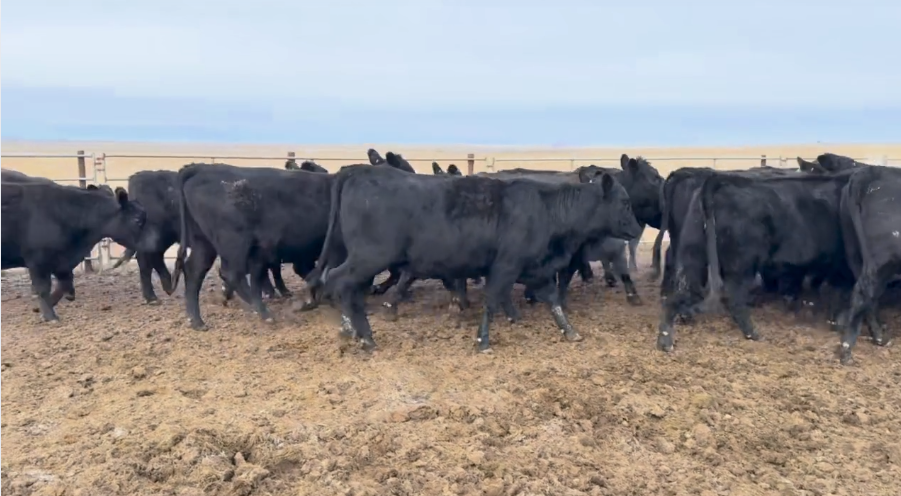 Big group of spectacular northern Heifers! AI and Bull bred- BH1101B5